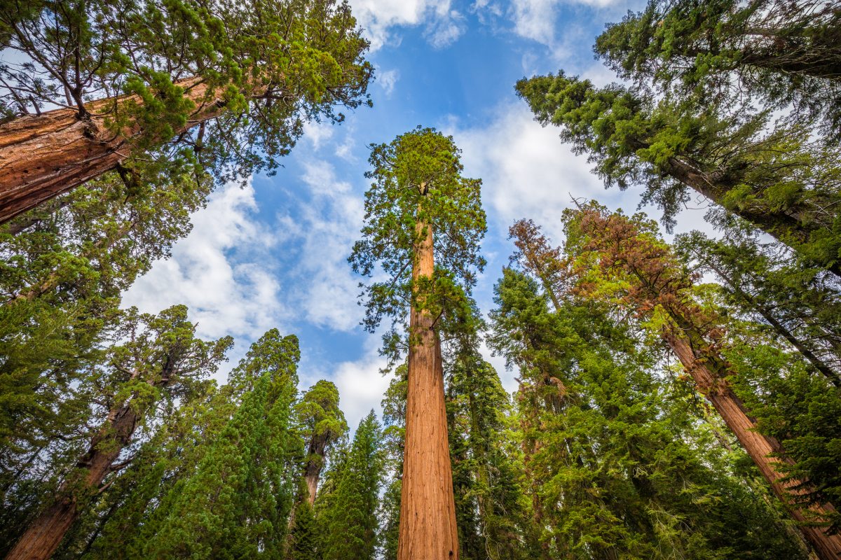 thumbnail image 2 of Sequoia National Park Is Celebrating 135 Years This Month – Daily Breeze 2 of 9
