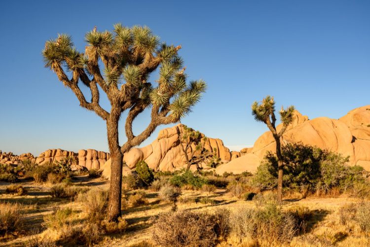 Death Valley vs Joshua Tree: Which National Park to Visit? - The World ...